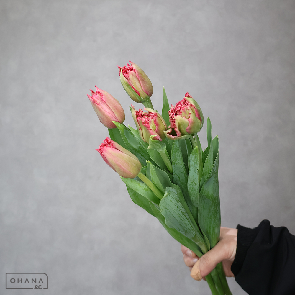 チューリップ　ラブマジック　秀２Ｌ※５本束
