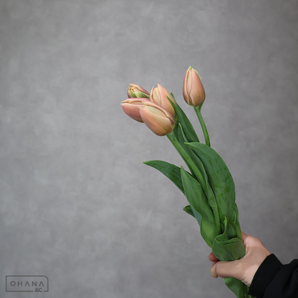 チューリップ　ラ・ベルエポック　秀２Ｌ※5本束