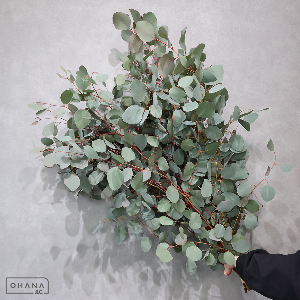 ユーカリ　ポリアンセモス　秀80cm