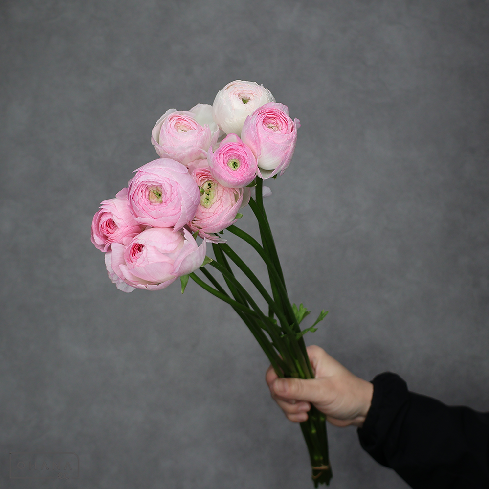 ラナンキュラス　アンティーブ 秀 50cm