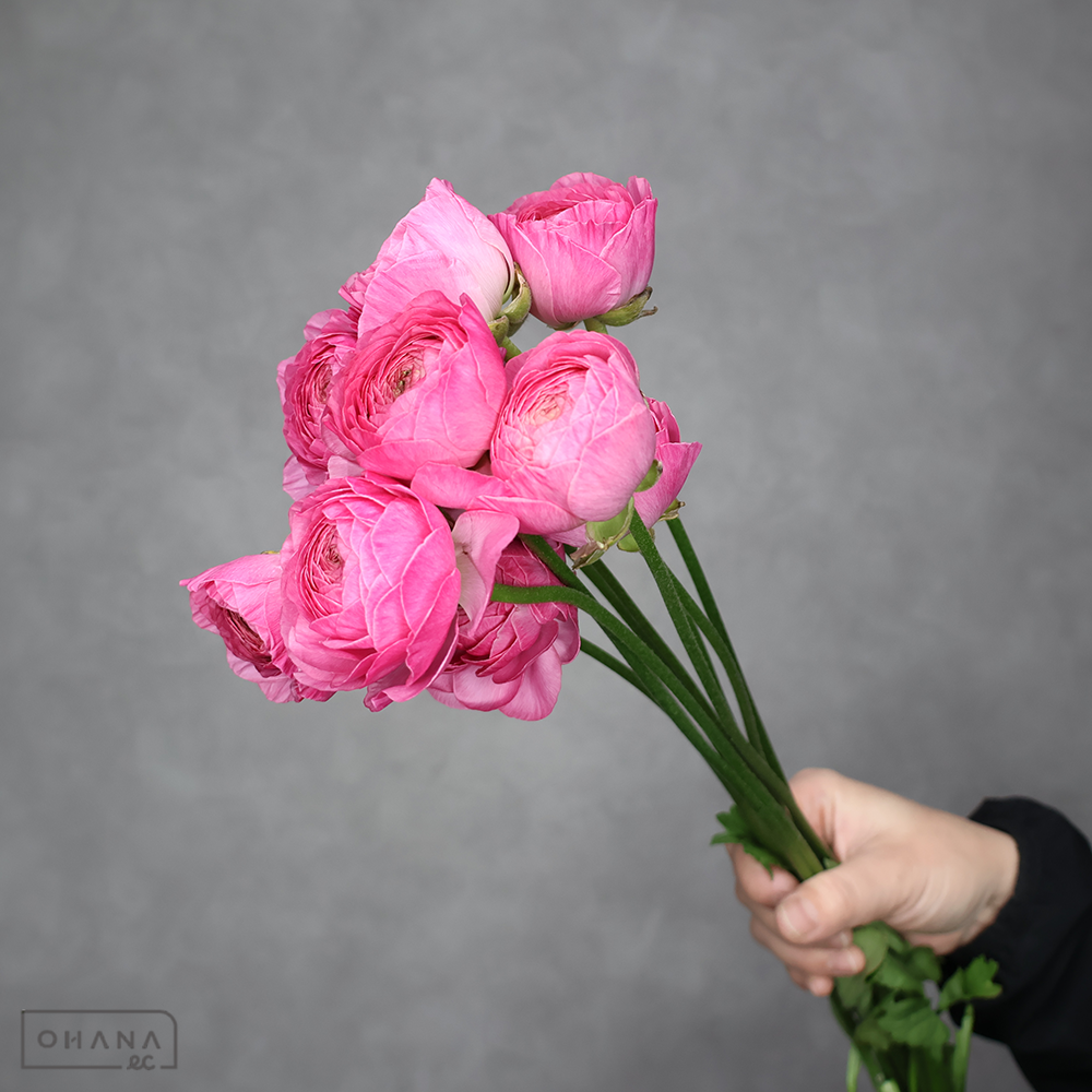 ラナンキュラス　レンヌ 優 50cm