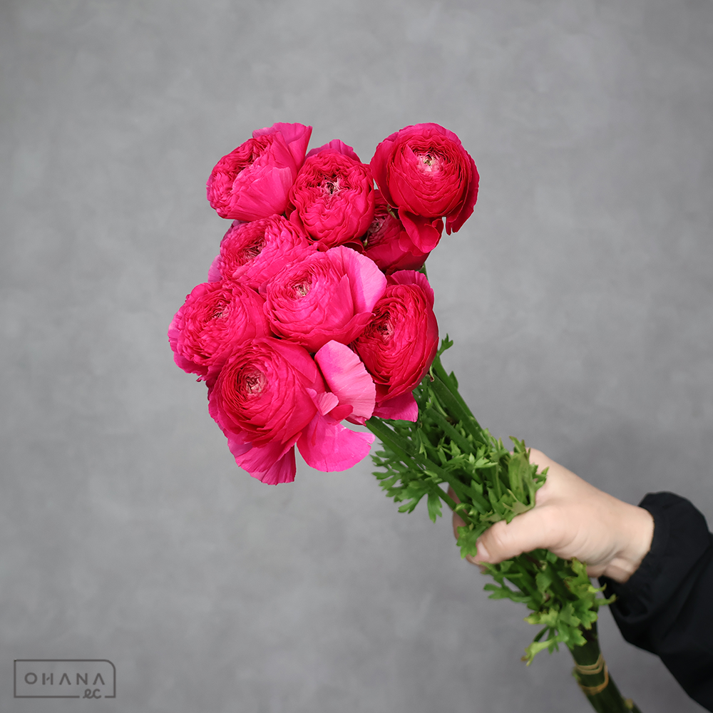 ラナンキュラス　エトルタ 優 50cm