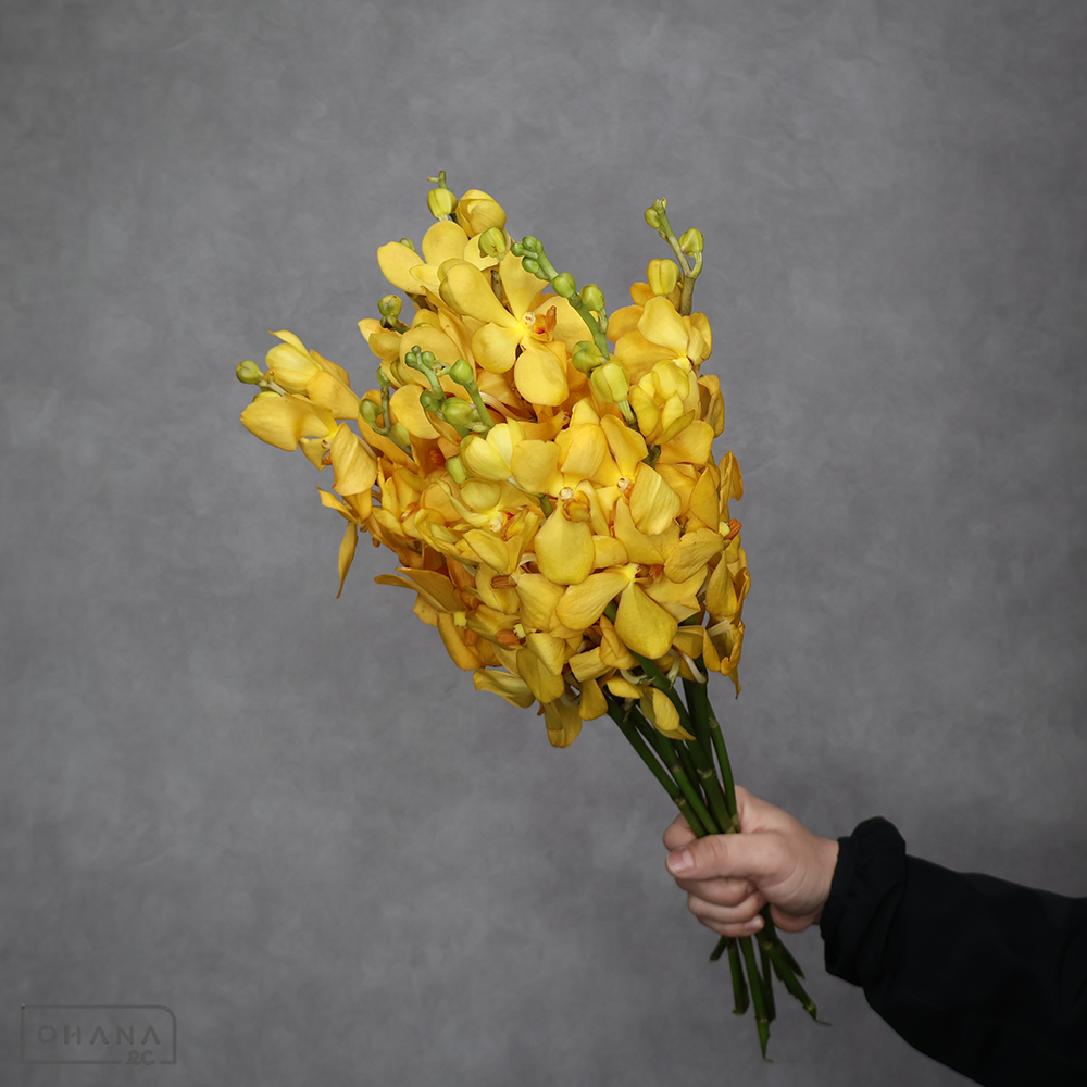 バンダ　イエロージッティ　L