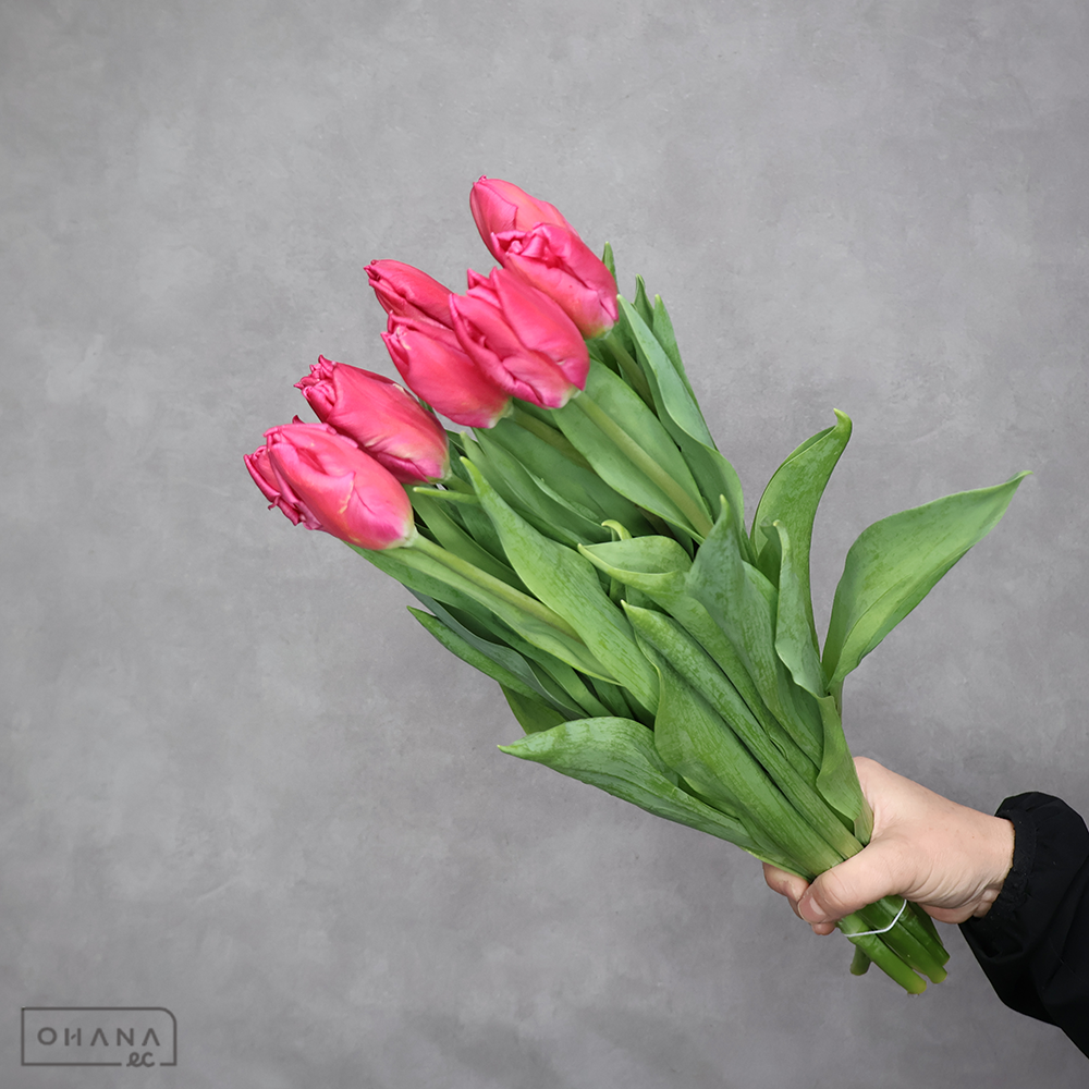 チューリップ　マーベルパーロット　秀 2L