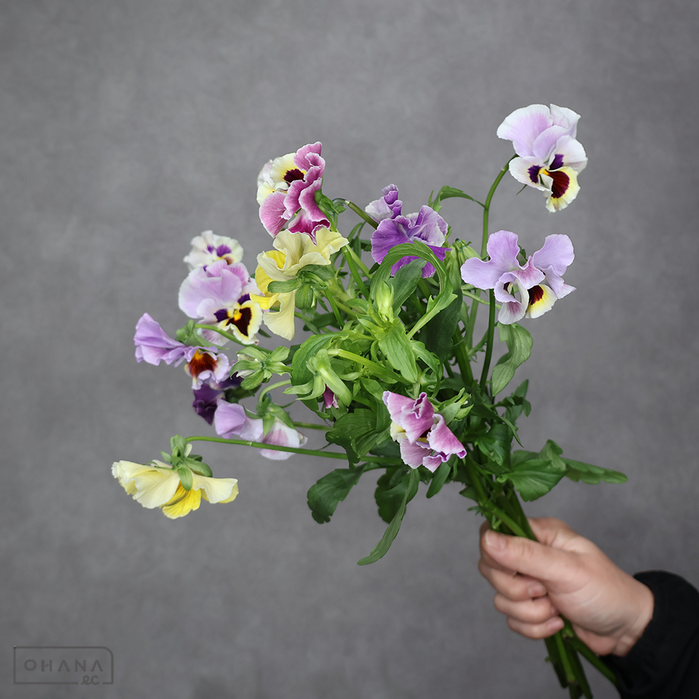 スミレ　カルメン　40cm