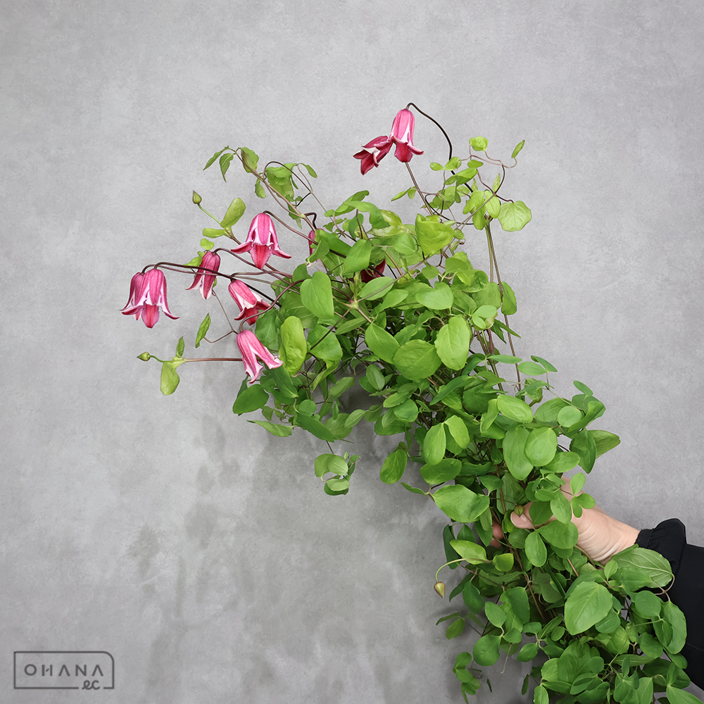 クレマチス　エトワールローズ　秀 70cm