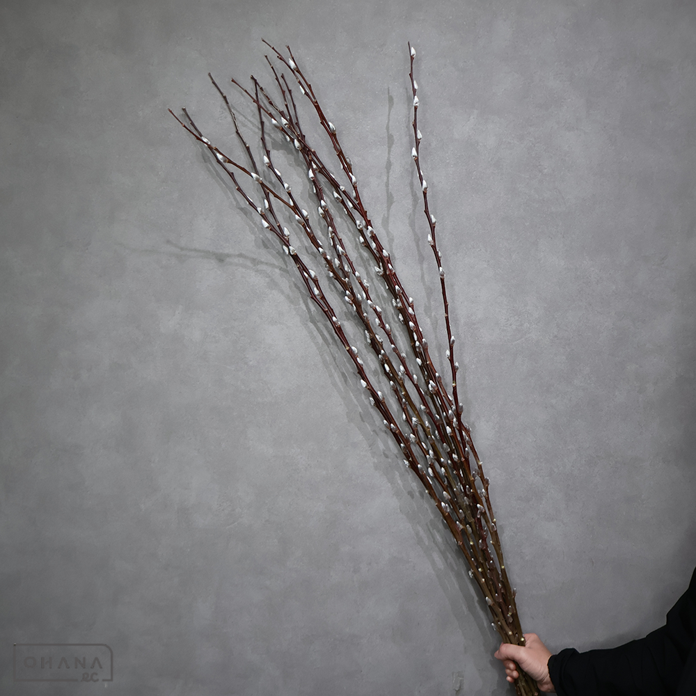 猫柳　又 ※15本束  130cm