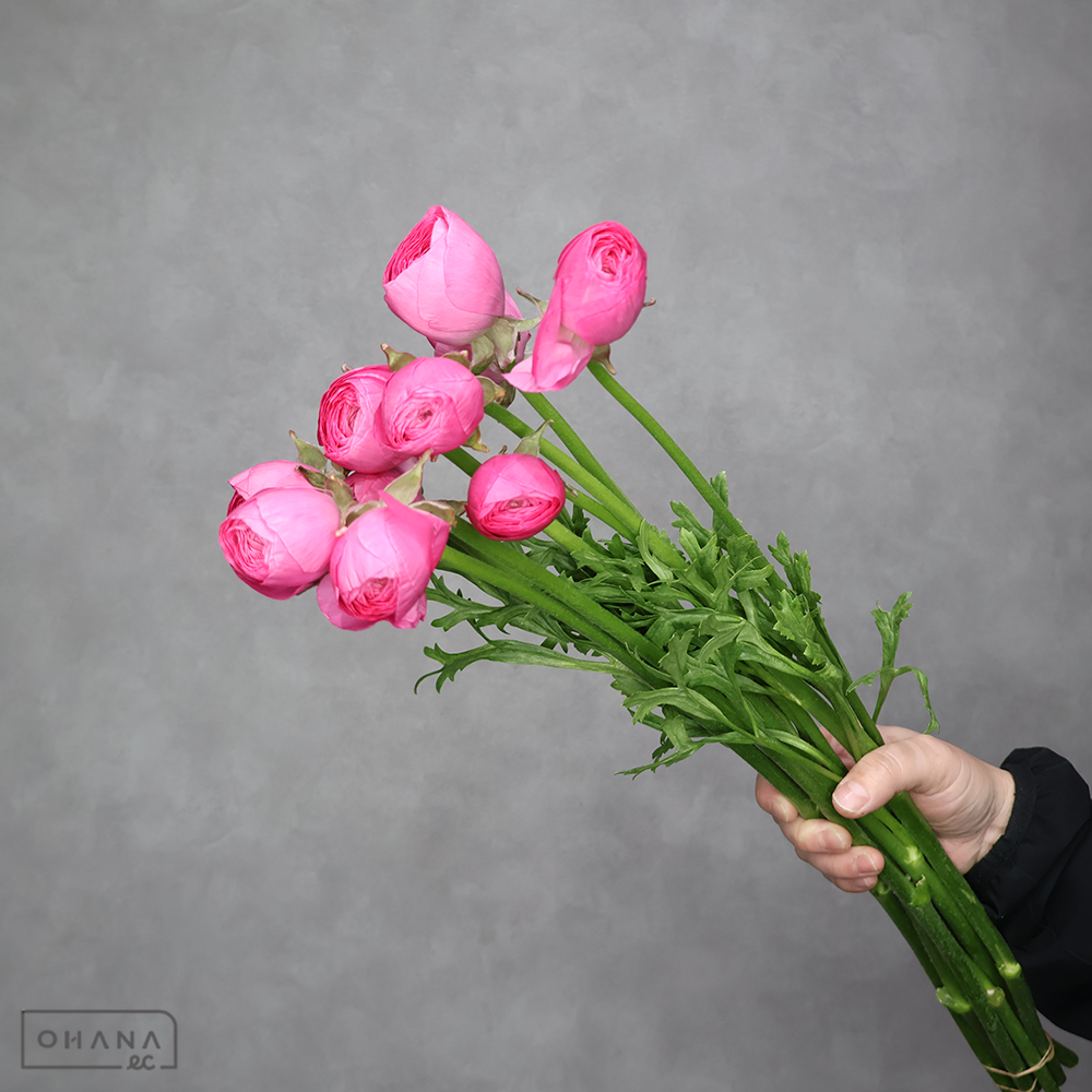 ラナンキュラス　エムピュアピンク 秀 50cm
