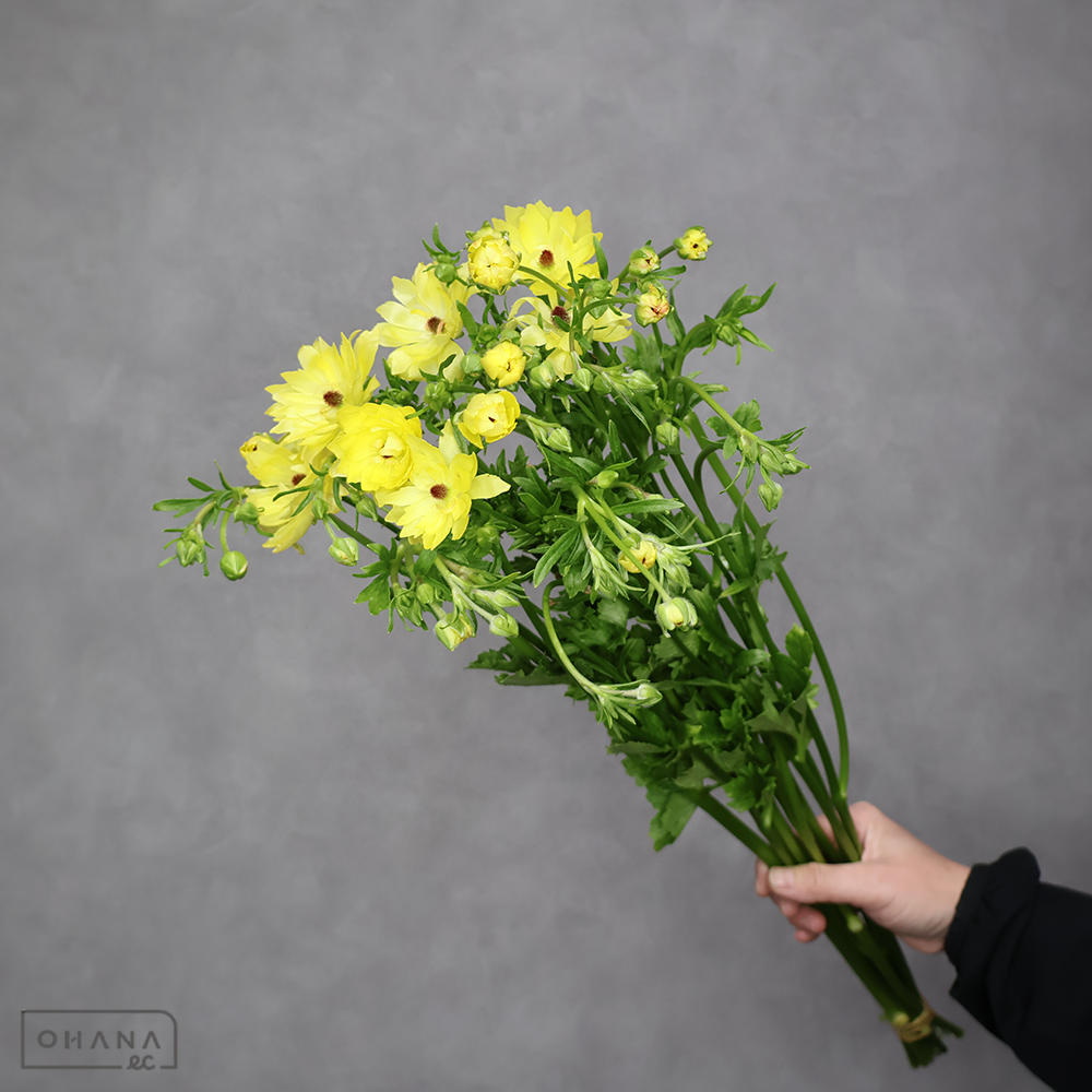 ラナンキュラス　ラックス シュドラ Ａ 60cm