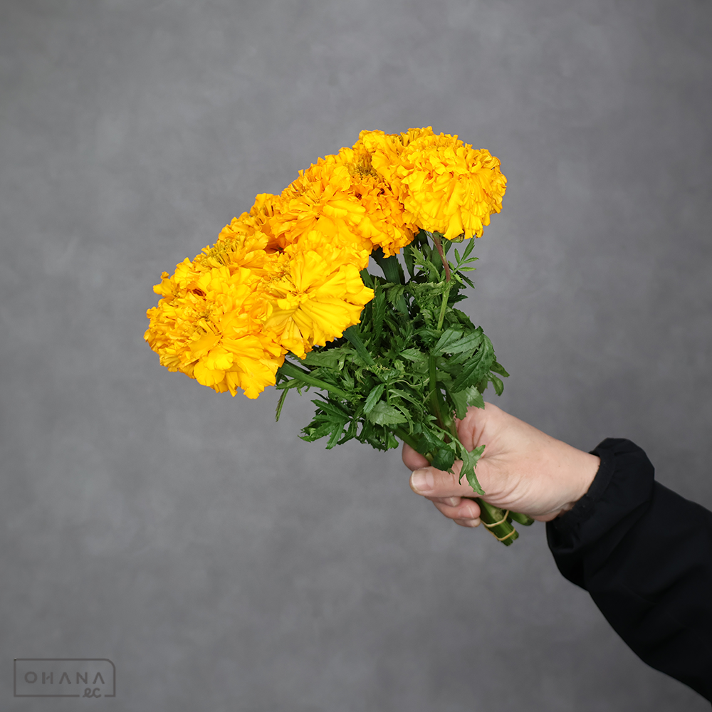 マリーゴールド　オレンジ  20㎝