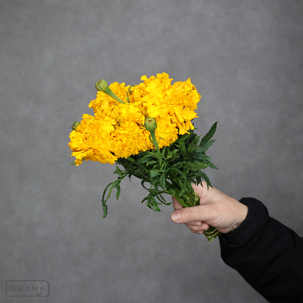 マリーゴールド　イエロー  20㎝