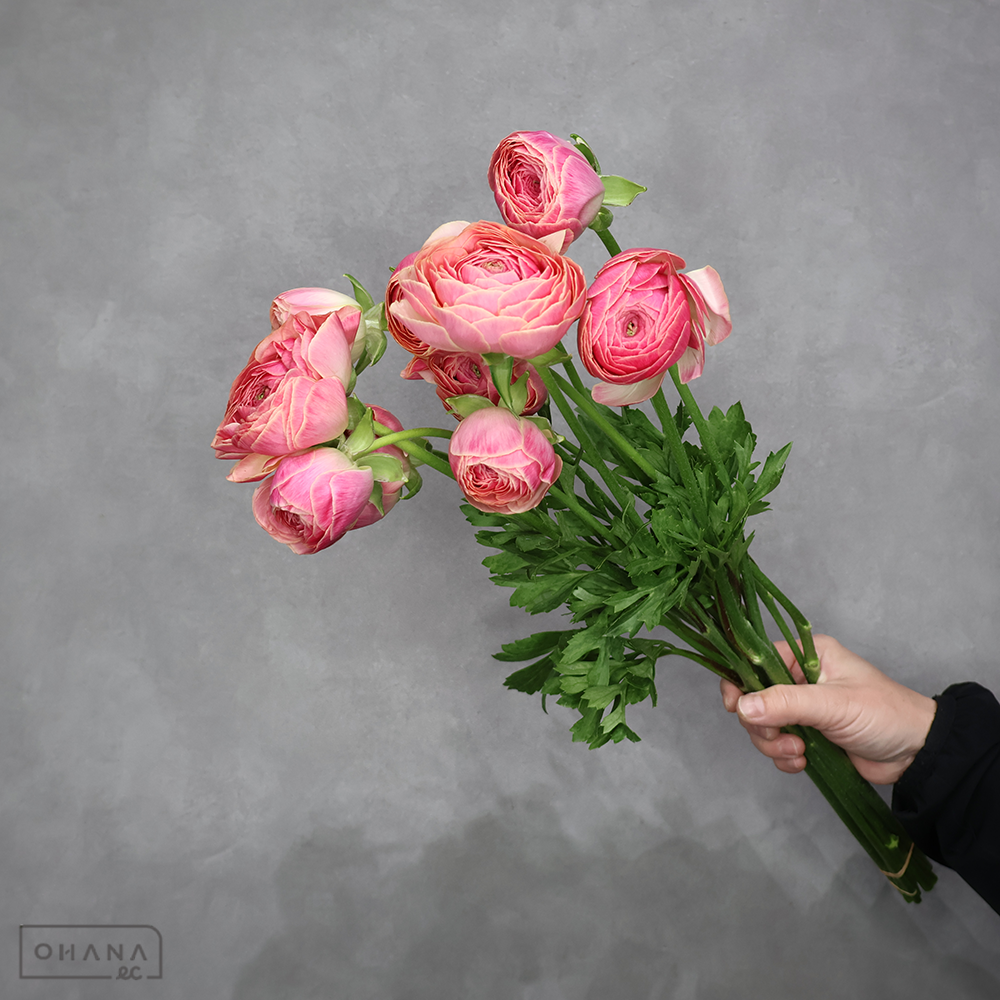 ラナンキュラス　タソス 秀 50cm