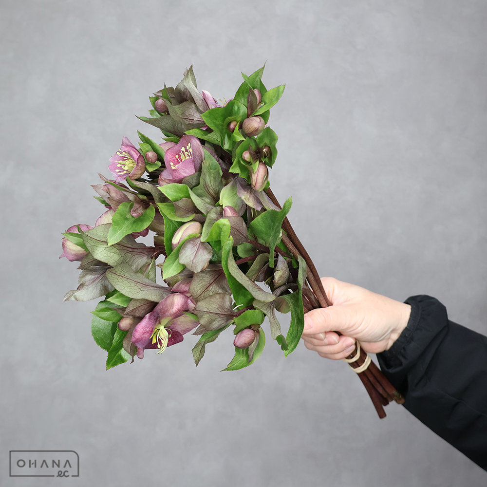 クリスマスローズ　クラシックグレース  35cm ※5本束