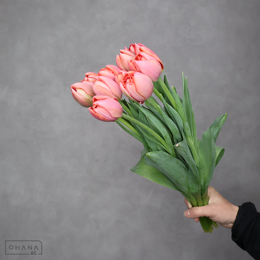 チューリップ　エッチドサーモン　秀 2L