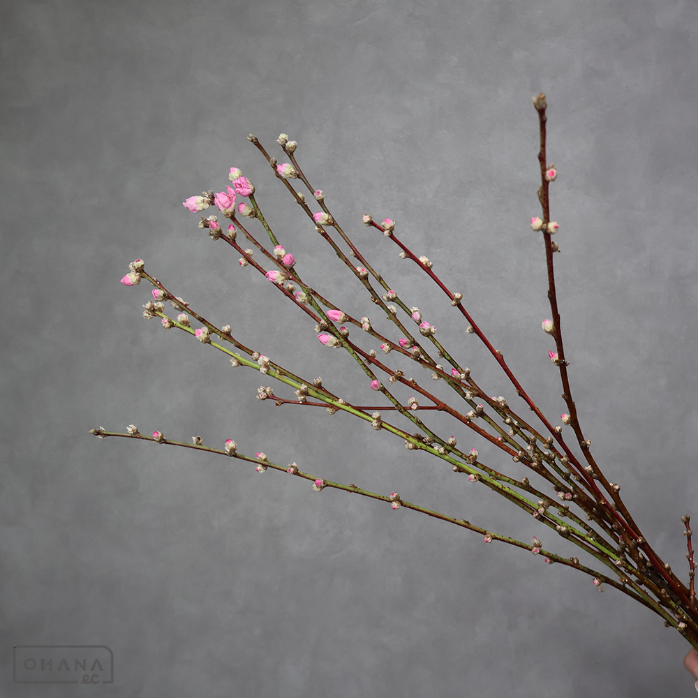 もも　矢口桃　秀 60cm　※スジ