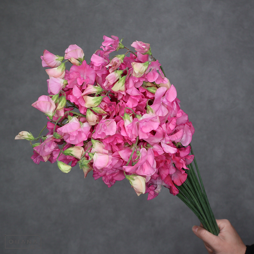 スイトピーピンク　トトロはるか　2L 4輪