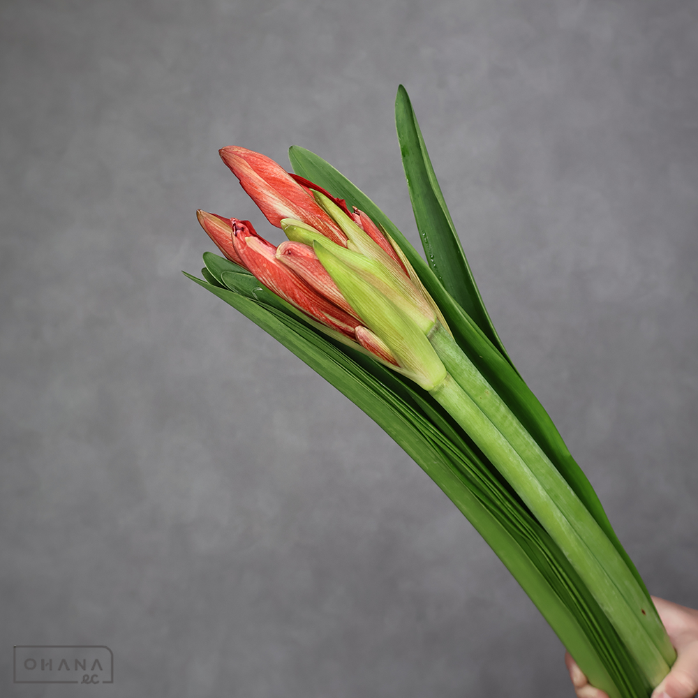 アマリリス 在来 花４本葉付　秀2L