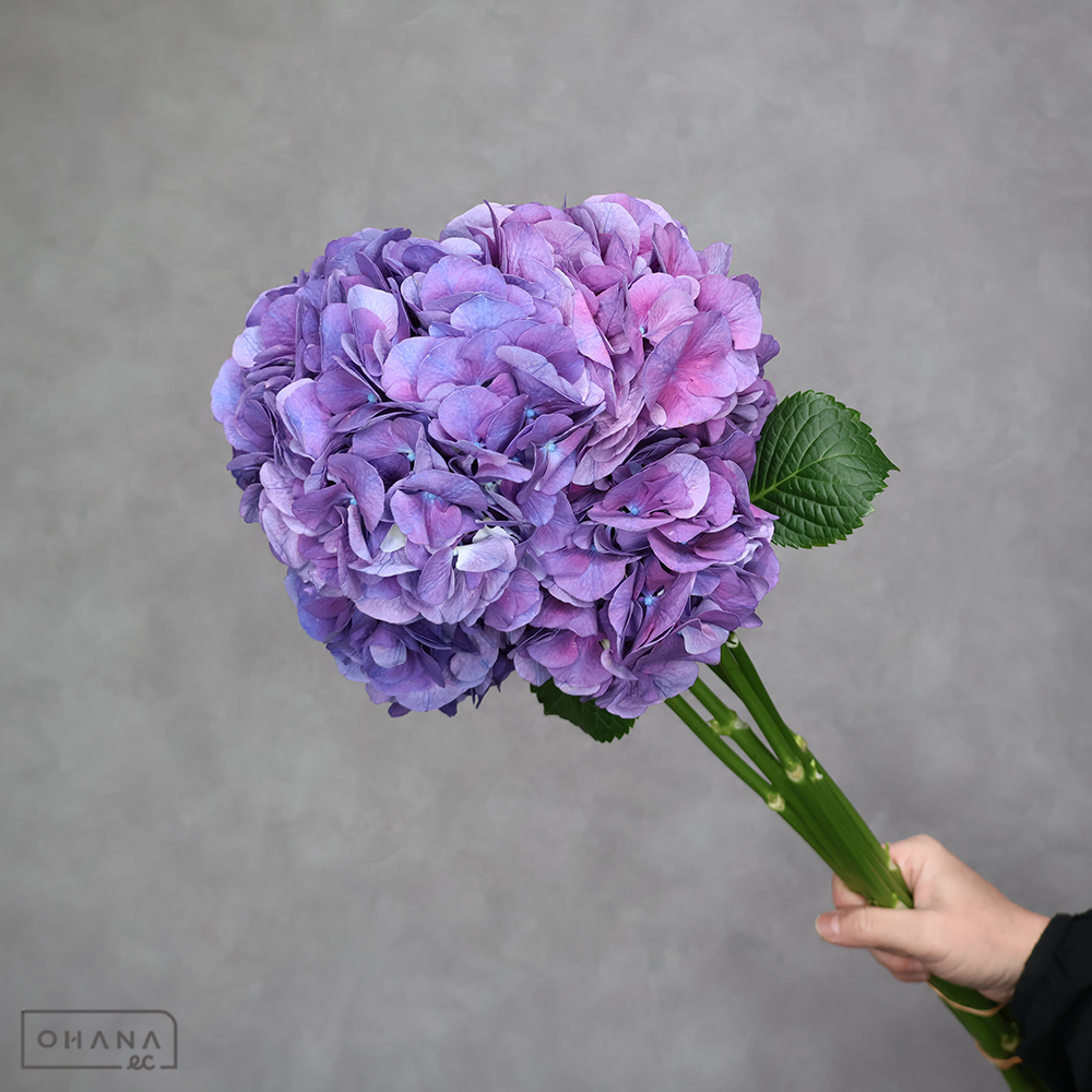 アジサイ　パープル　パープルミックス　A 30cm