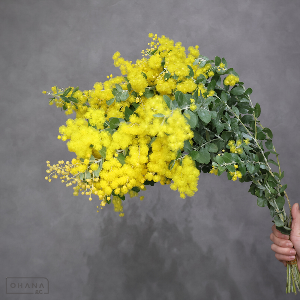 パールアカシヤ   約60-50cm