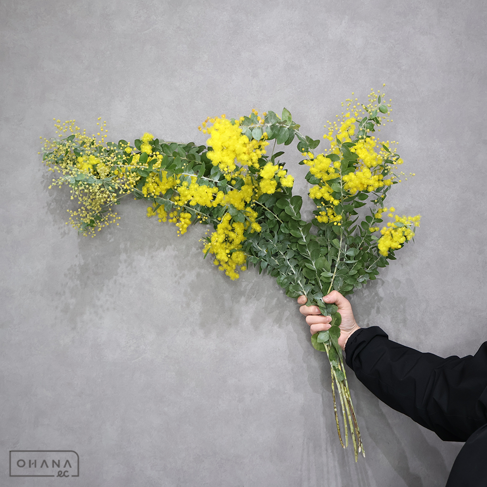 パールアカシヤ   約70cm