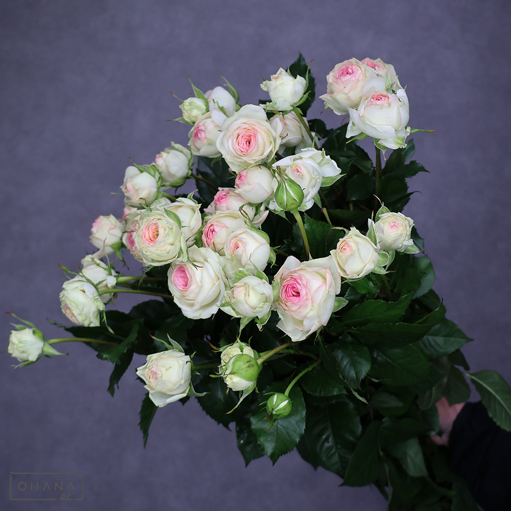 ＳＰバラ　試作品種　秀 80cm