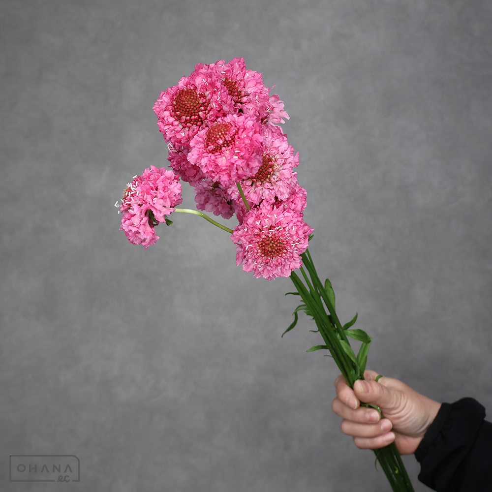 スカビオサピンク　ローズピンク　 50cm