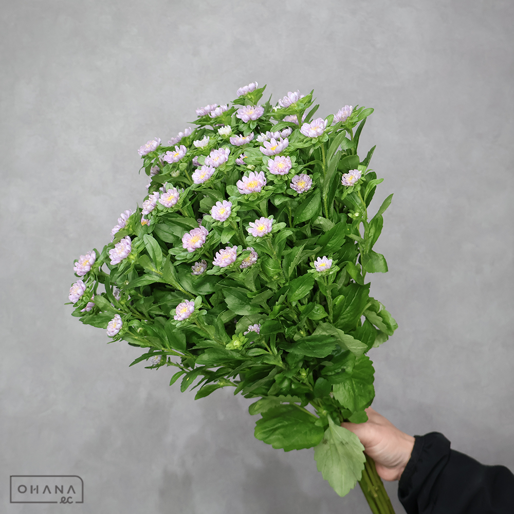 アスター 小輪系 ①　秀2L