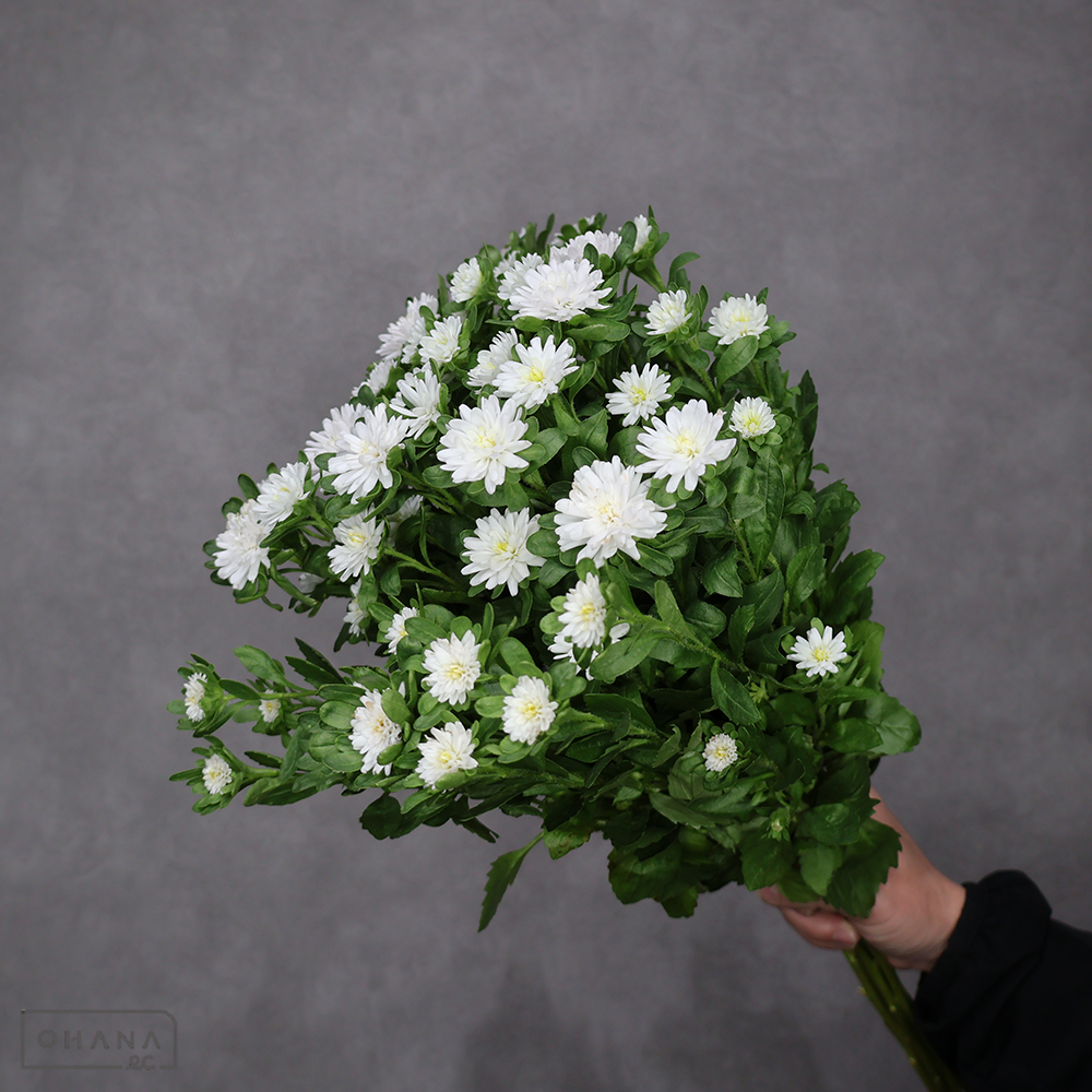 アスター 小輪系 ②　秀2L