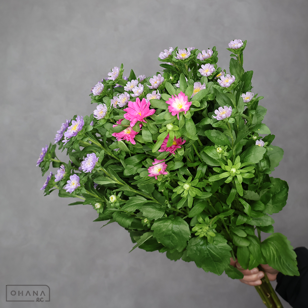 アスター 小輪系 ④　秀2L