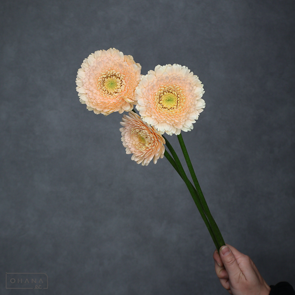 ガーベラポンポン　テラマガ　秀 70cm