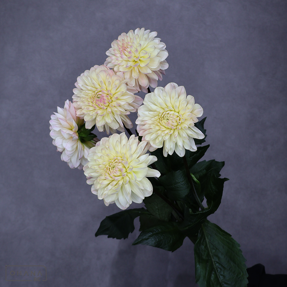 ダリア　クイーン ※6本束　秀 70cm