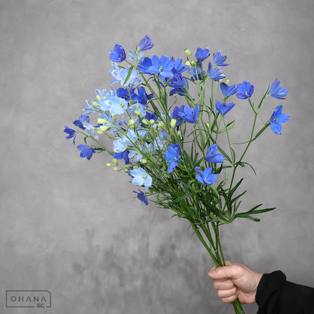 デルフィニューム　シネンシス　MIX　秀 50cm