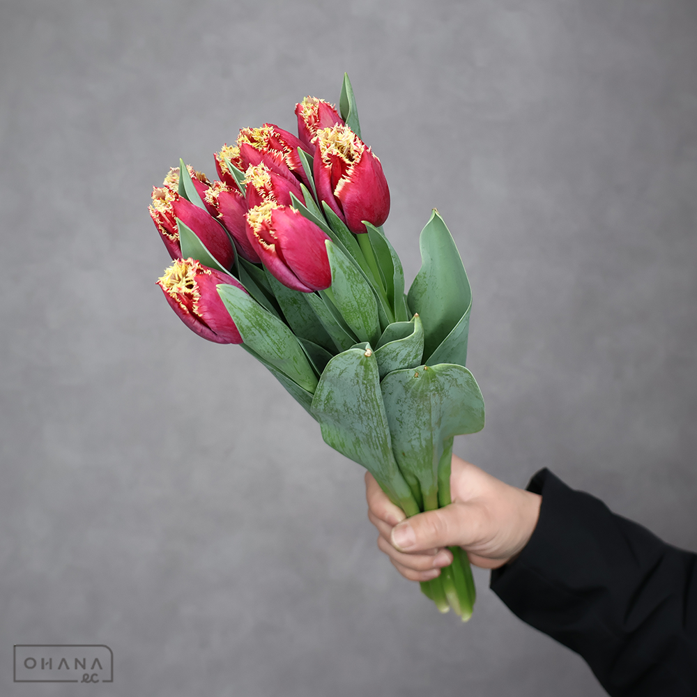 チューリップ　サンパブロ　秀L