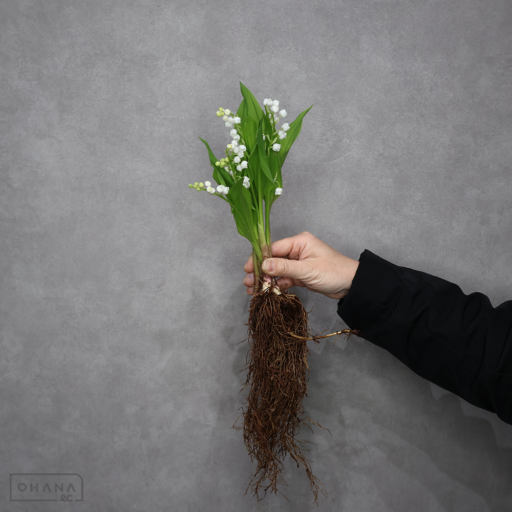 スズラン　　根付　秀2L根付