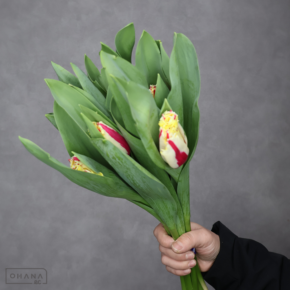 チューリップ　　バーニングファイヤー　秀L  ※5本束