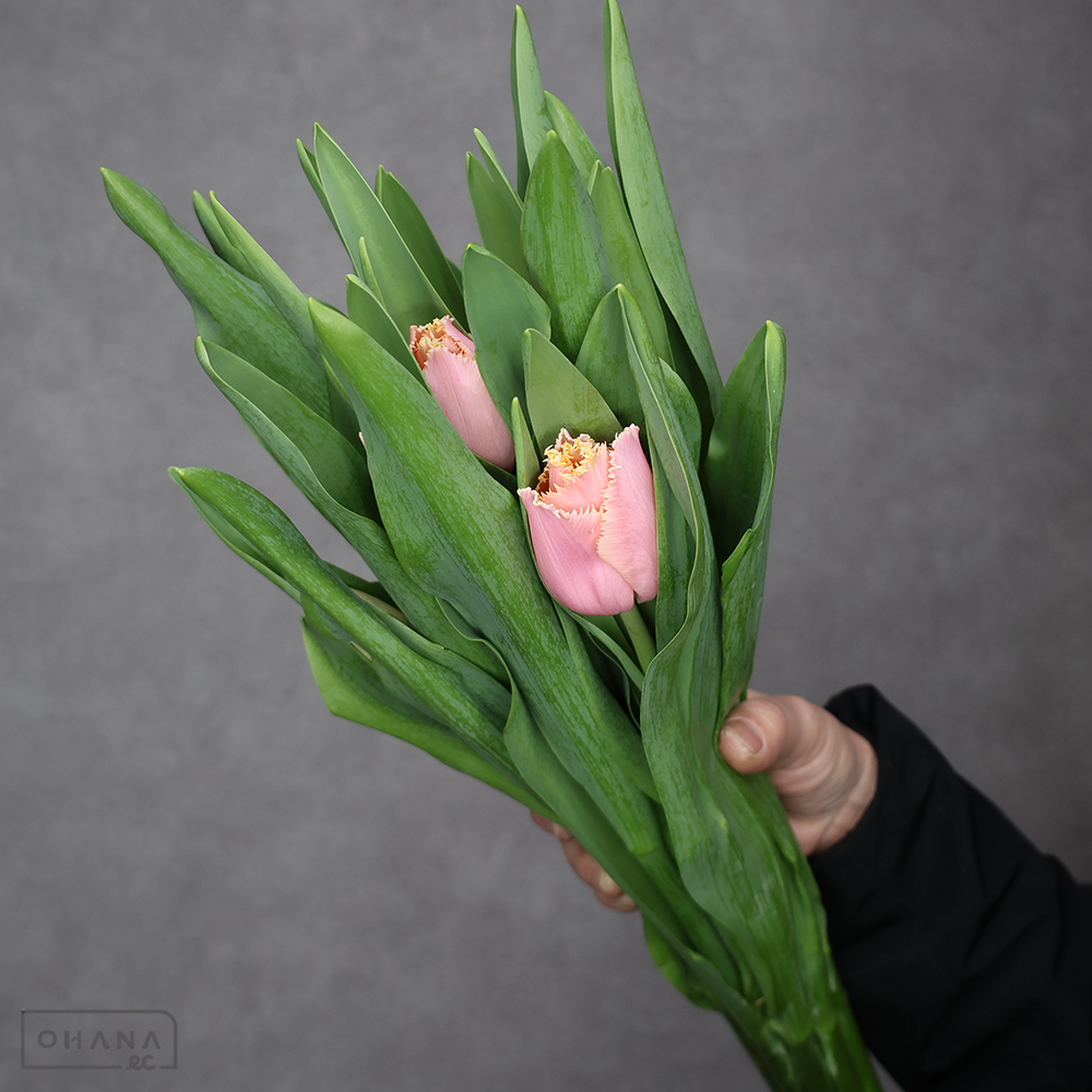 チューリップ　　ハートビート　秀2L