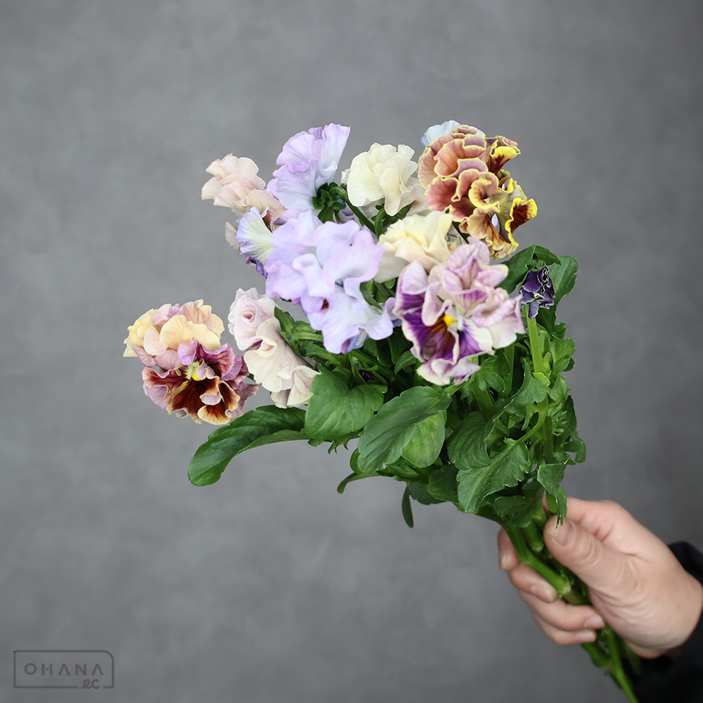 パンジー　　アントワネット ①　3-35cm ※5本束