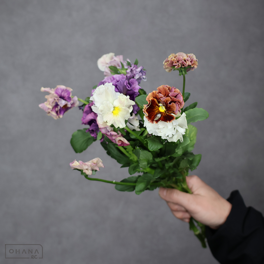 パンジー　　アントワネット ②　3-35cm ※5本束