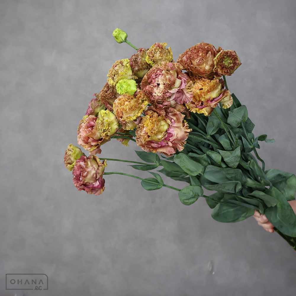 トルコキキョウ　アンバーダブルショコラ 70cm 2輪 蕾ﾅｼ混み ※9本束