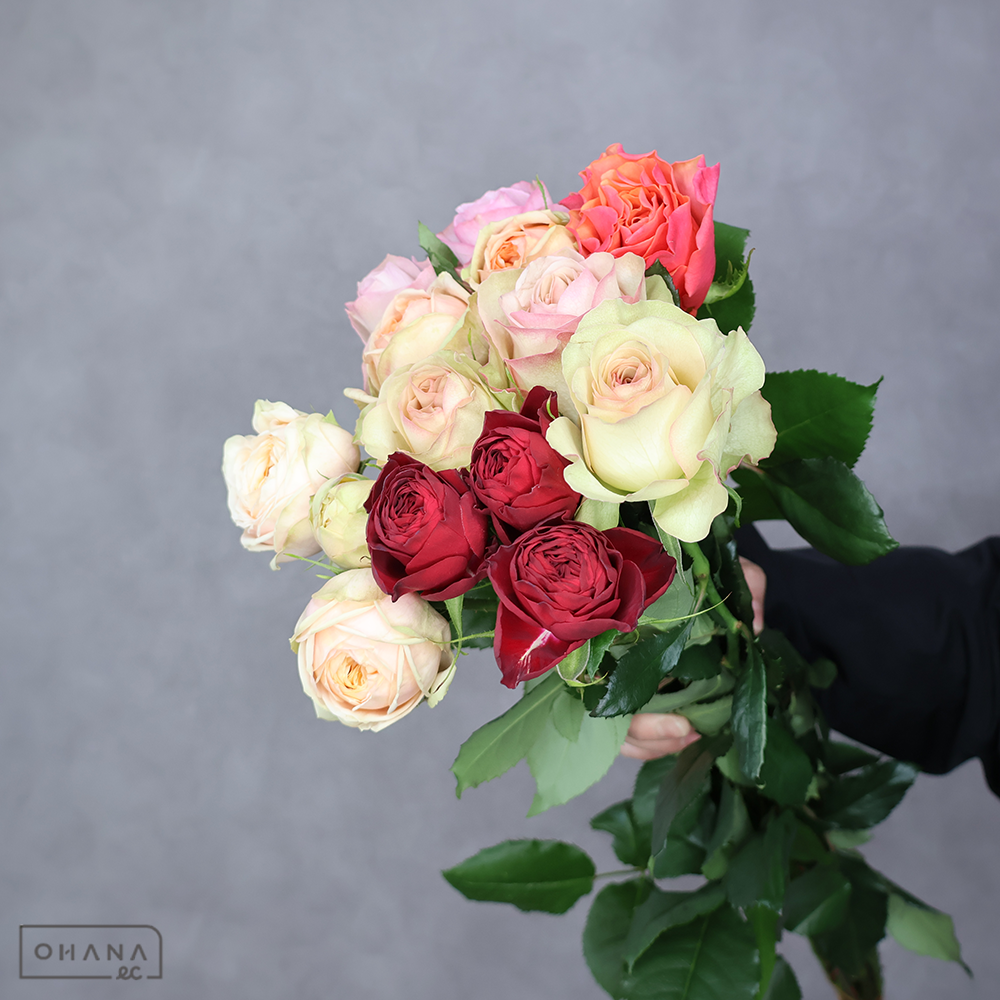 バラ MIX ③ 70-60cm