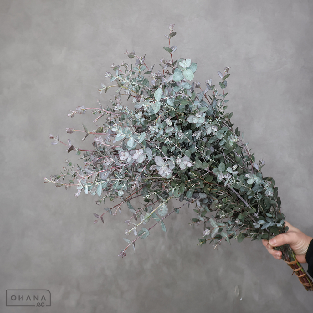 ユーカリ　グニーユーカリ 秀 60cm