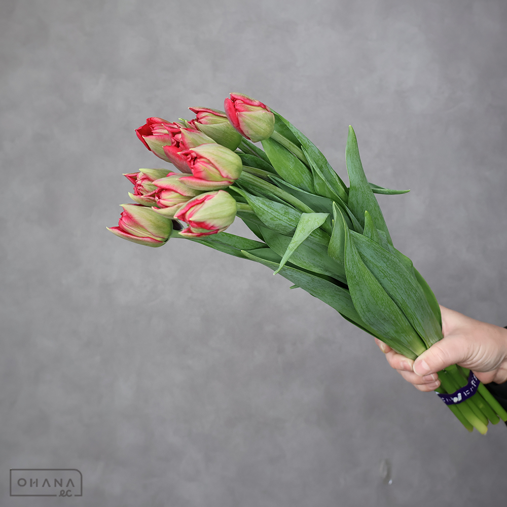 チューリップ　スカーレットベロナ 秀 2L