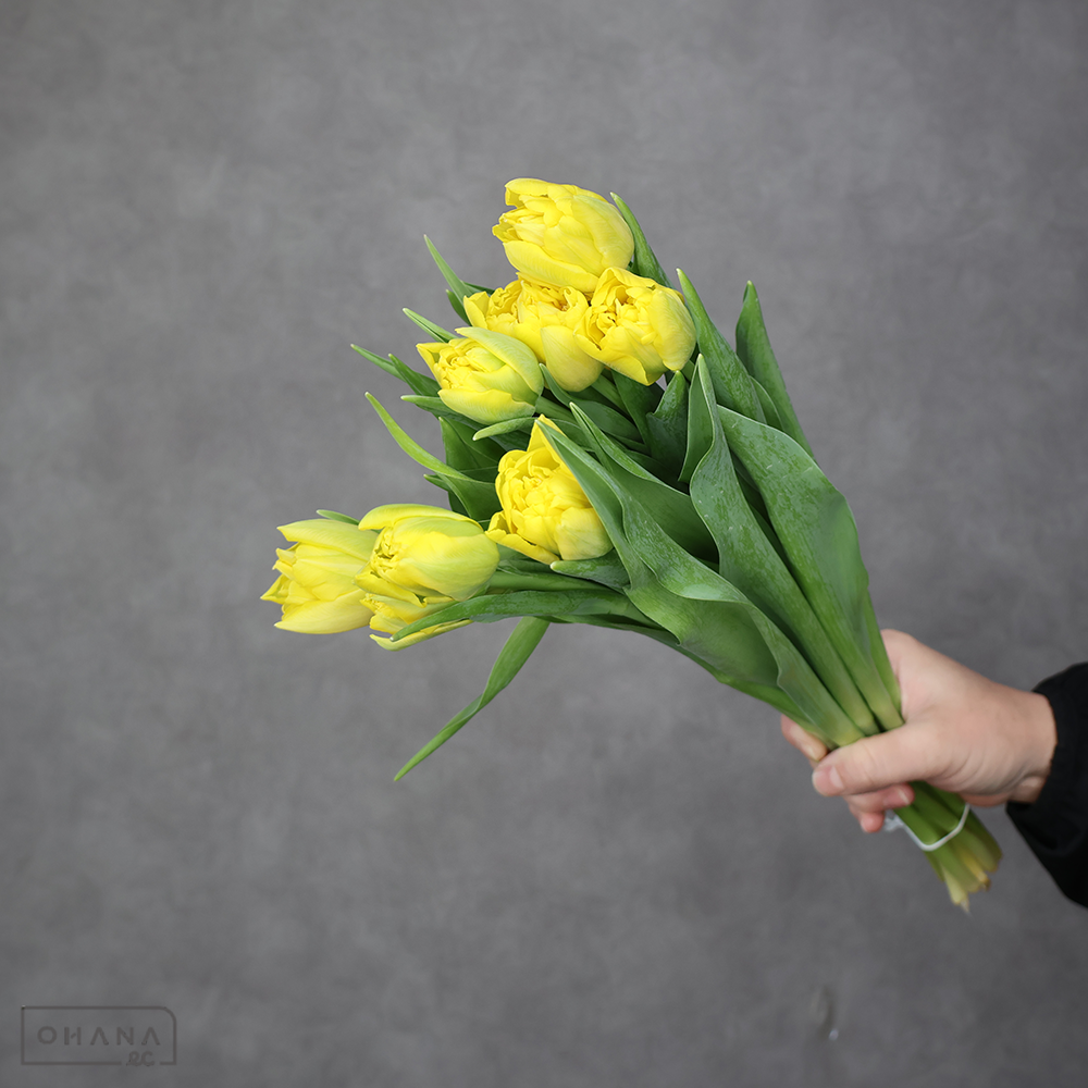 チューリップ　マリージョー 秀 2L