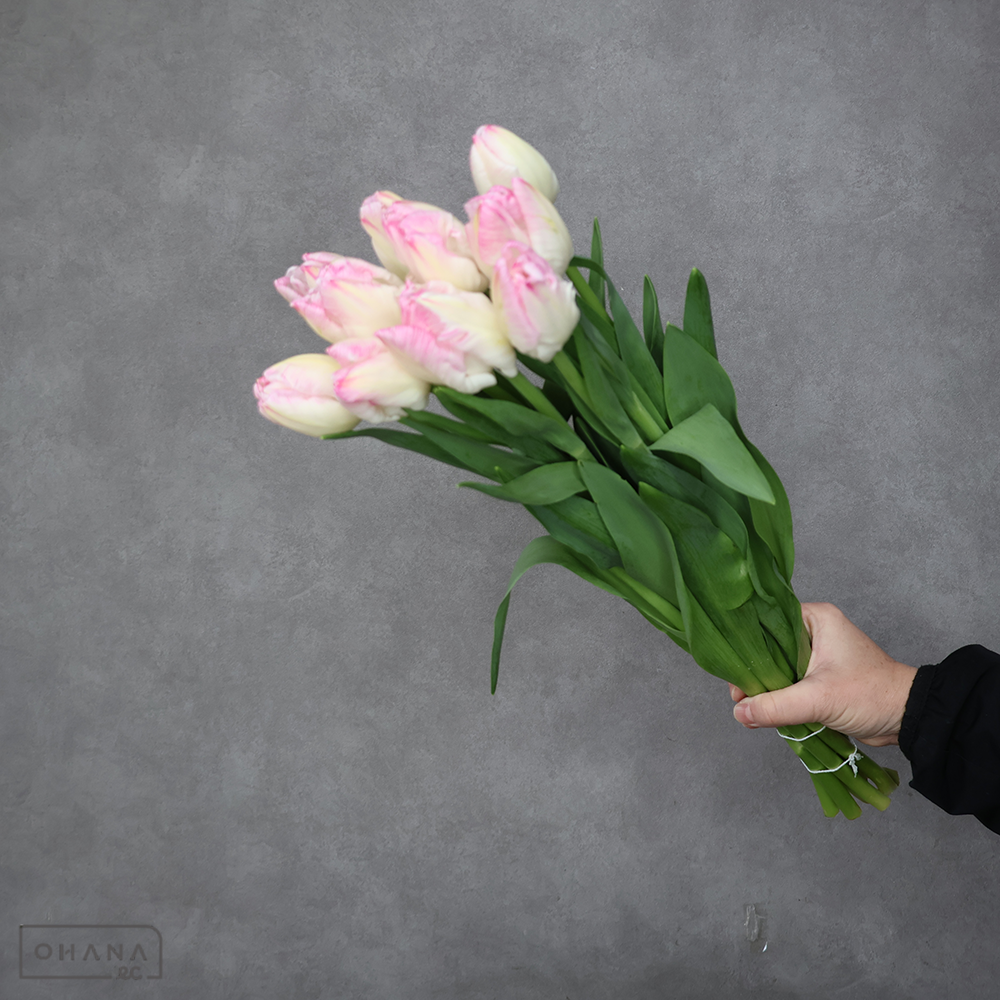 チューリップ　カバナ 秀 2L