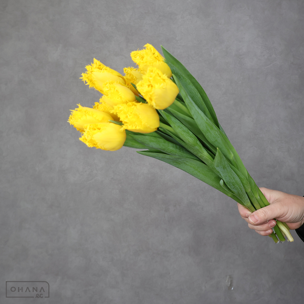 チューリップ　ゴールデンステート 秀 2L