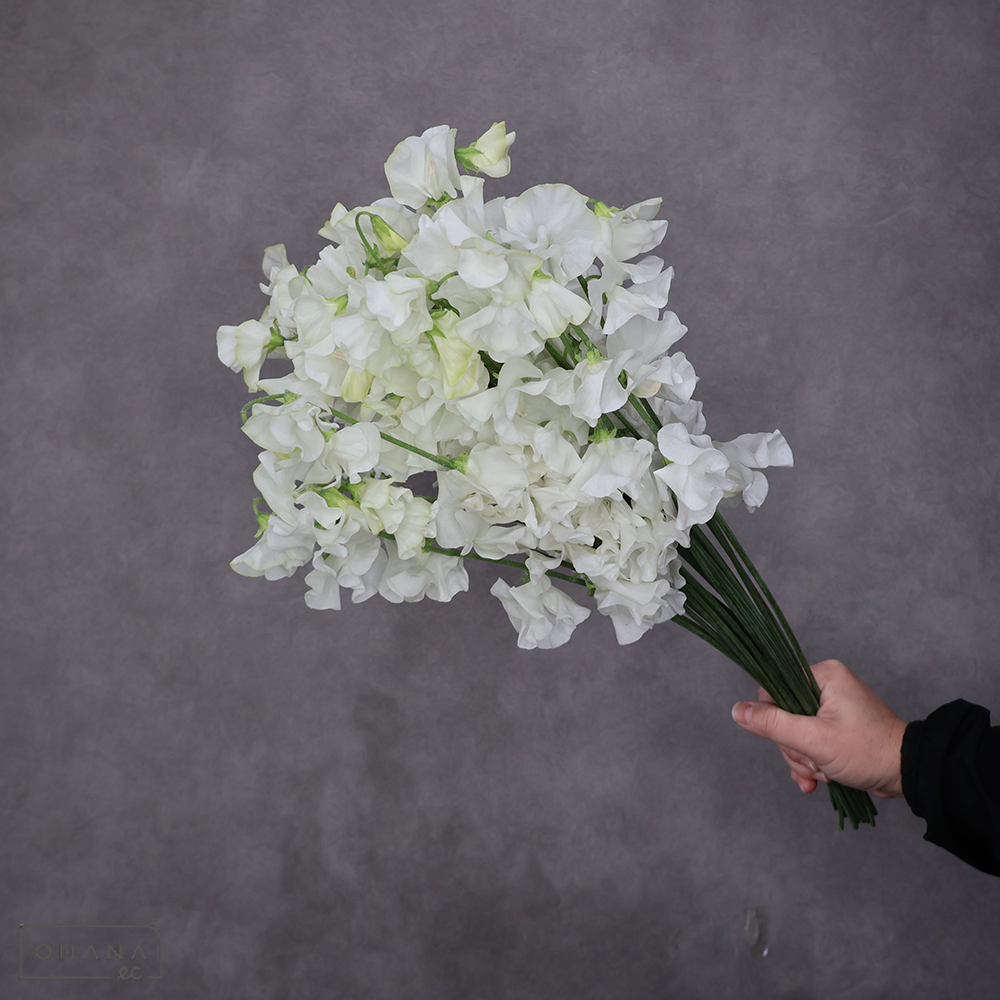 スイトピー　真白麻呂 2L 4輪