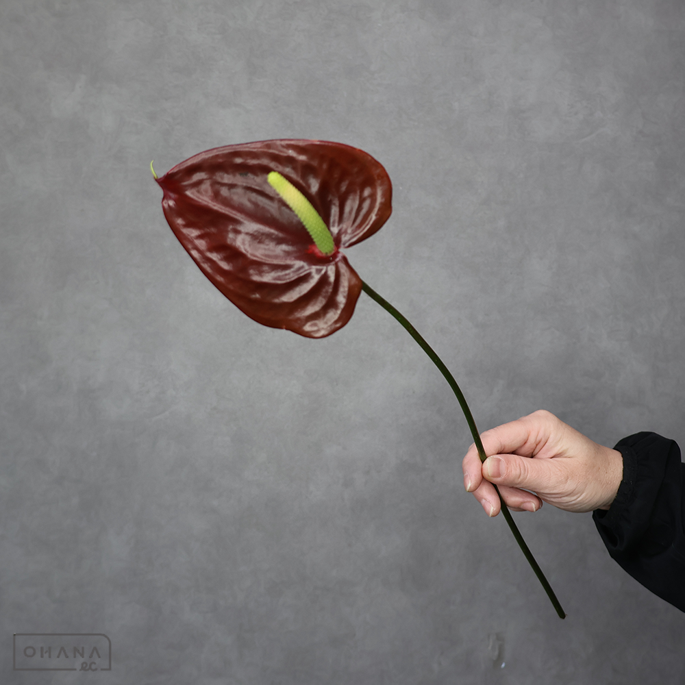 アンスリューム　ティアビンテージ Ｓ