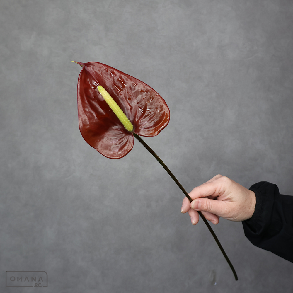 アンスリューム　ティア Ｓ