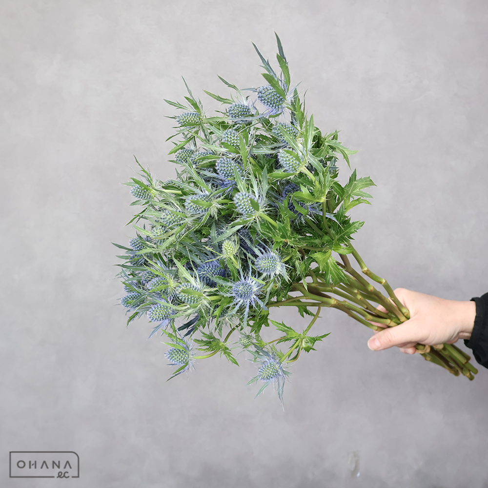 エレンジューム　サファイア  50cm