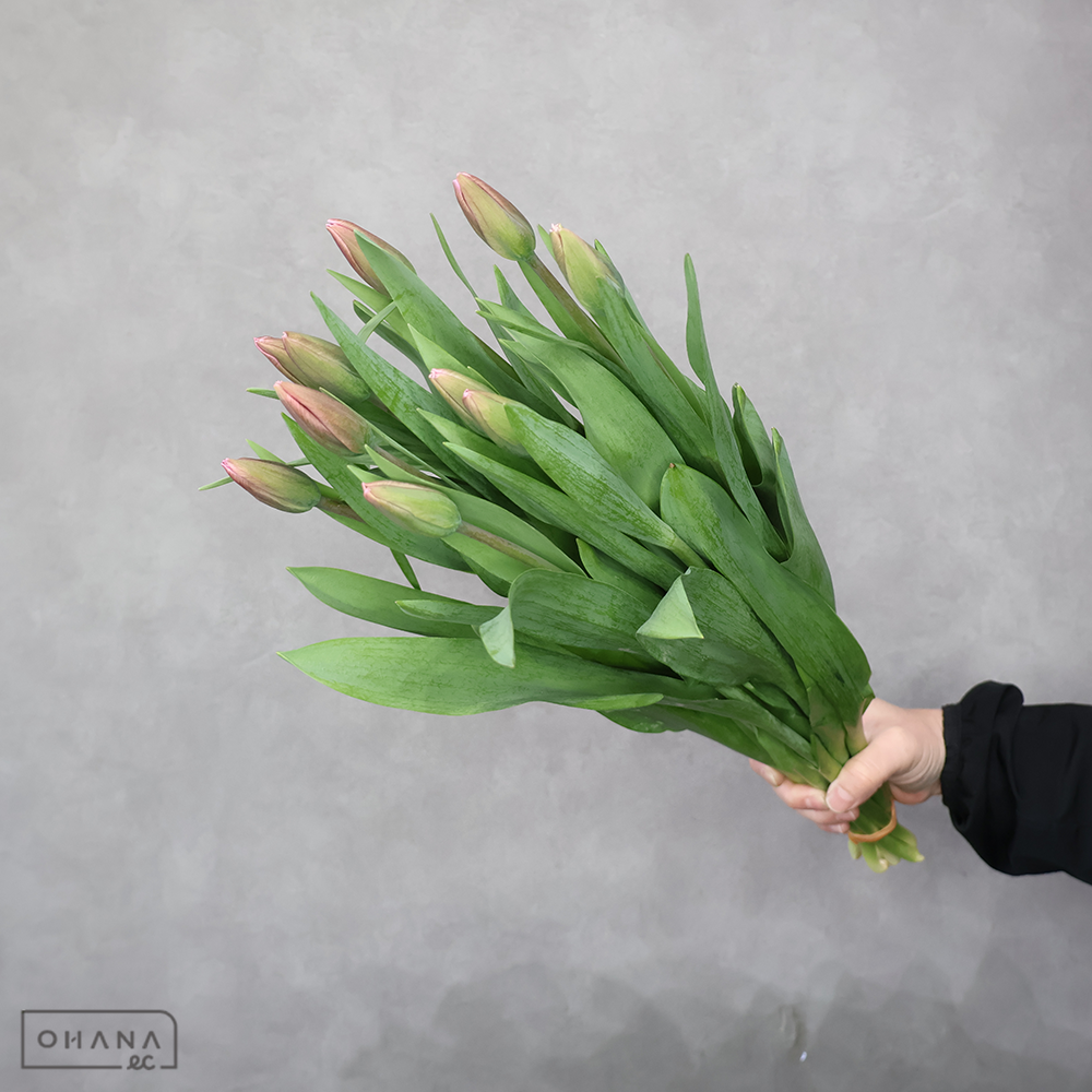 チューリップ　ジャンボピンク 秀 50cm